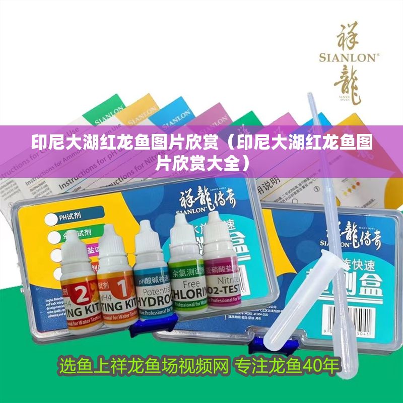 印尼大湖紅龍魚圖片欣賞（印尼大湖紅龍魚圖片欣賞大全）