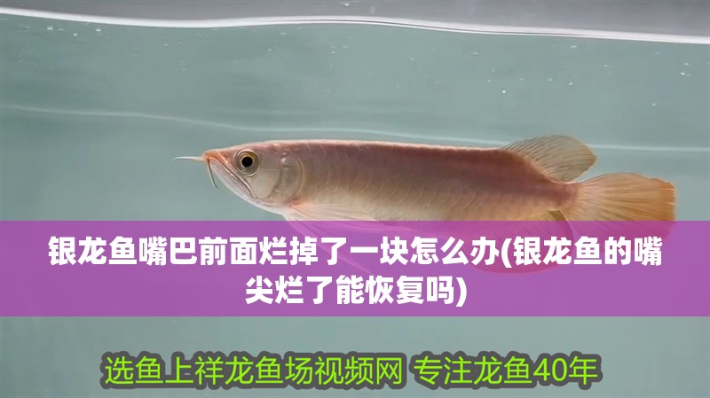 銀龍魚嘴巴前面爛掉了一塊怎么辦(銀龍魚的嘴尖爛了能恢復嗎)