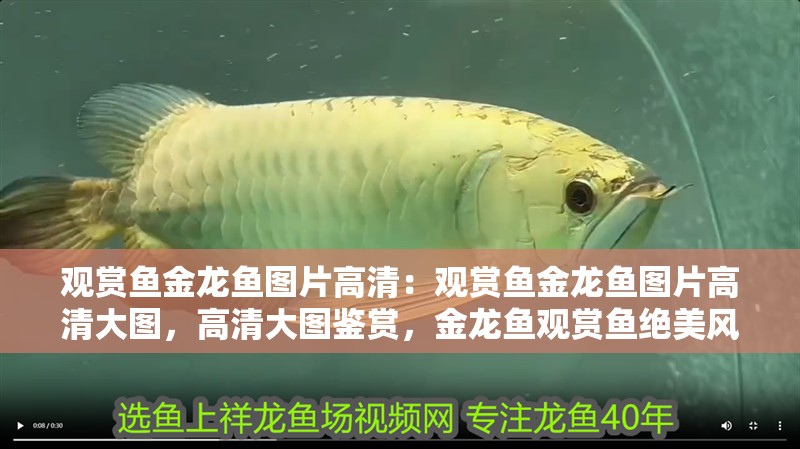 觀賞魚金龍魚圖片高清：觀賞魚金龍魚圖片高清大圖，高清大圖鑒賞，金龍魚觀賞魚絕美風采