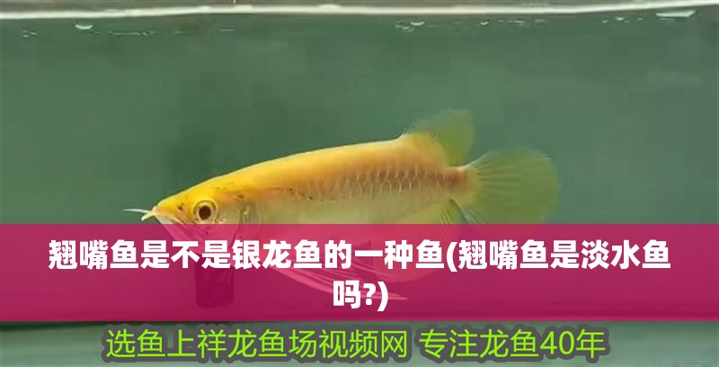 翹嘴魚是不是銀龍魚的一種魚(翹嘴魚是淡水魚嗎?) 翹嘴魚是不是銀龍魚的一種魚(翹嘴魚是淡水魚嗎?) 銀龍魚百科