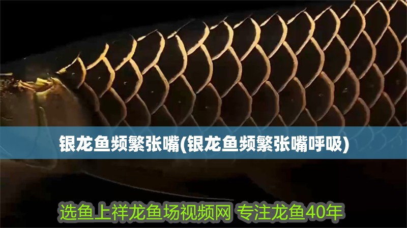 銀龍魚頻繁張嘴(銀龍魚頻繁張嘴呼吸) 銀龍魚頻繁張嘴(銀龍魚頻繁張嘴呼吸) 銀龍魚百科
