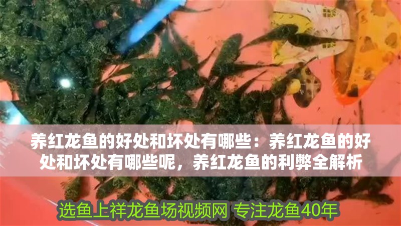 養(yǎng)紅龍魚的好處和壞處有哪些：養(yǎng)紅龍魚的好處和壞處有哪些呢，養(yǎng)紅龍魚的利弊全解析 養(yǎng)紅龍魚的好處和壞處有哪些：養(yǎng)紅龍魚的好處和壞處有哪些呢，養(yǎng)紅龍魚的利弊全解析 水族問答