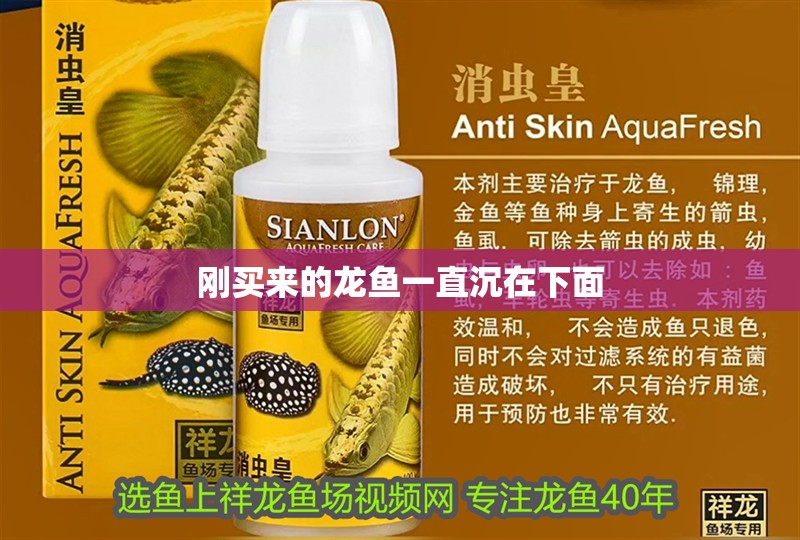 剛買來的龍魚一直沉在下面 剛買來的龍魚一直沉在下面 龍魚百科