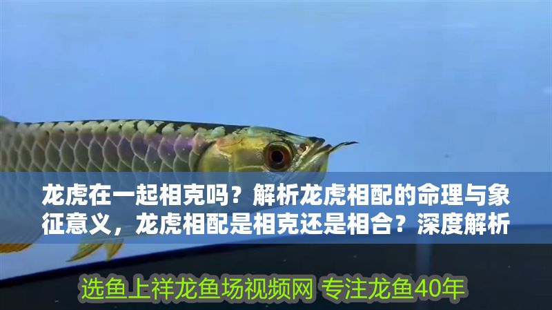 龍虎在一起相克嗎？解析龍虎相配的命理與象征意義，龍虎相配是相克還是相合？深度解析命理與象征意義