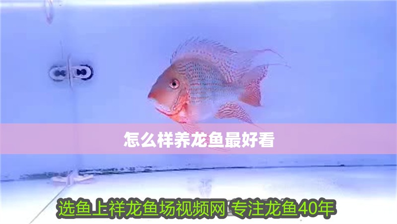 怎么樣養龍魚最好看