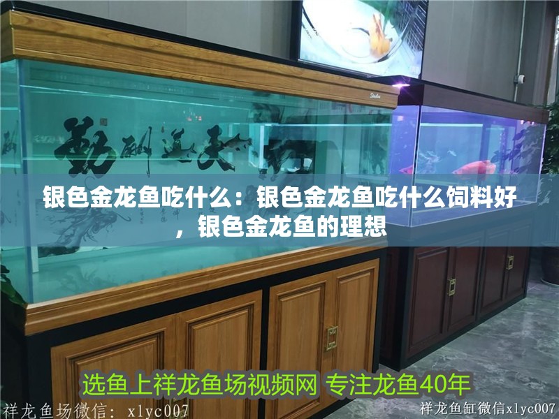 銀色金龍魚吃什么：銀色金龍魚吃什么飼料好，銀色金龍魚的理想