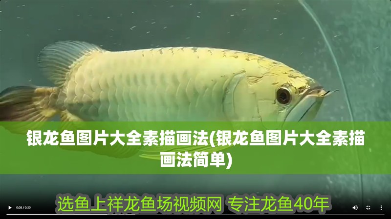 銀龍魚圖片大全素描畫法(銀龍魚圖片大全素描畫法簡單) 銀龍魚圖片大全素描畫法(銀龍魚圖片大全素描畫法簡單) 銀龍魚百科