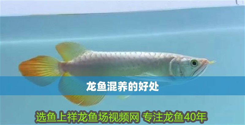 龍魚混養的好處