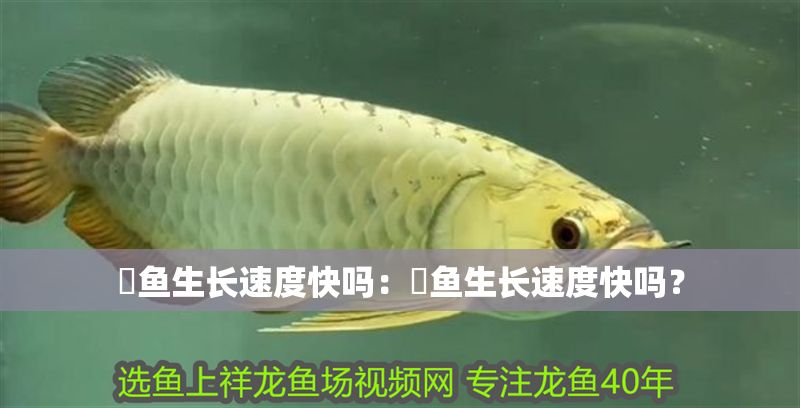 魟魚生長速度快嗎:魟魚生長速度快嗎? 魟魚百科 第2張 魟魚生長速度快嗎:魟魚生長速度快嗎? 魟魚生長速度快嗎:魟魚生長速度快嗎? 魟魚百科 第2張