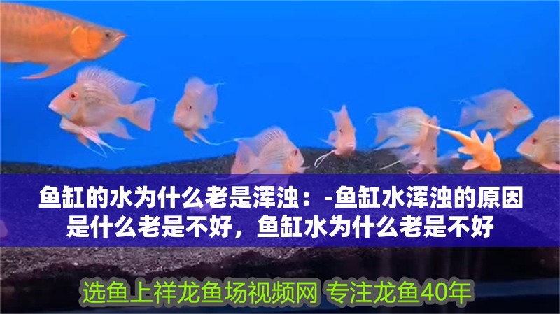 魚缸的水為什么老是渾濁：-魚缸水渾濁的原因是什么老是不好，魚缸水為什么老是不好