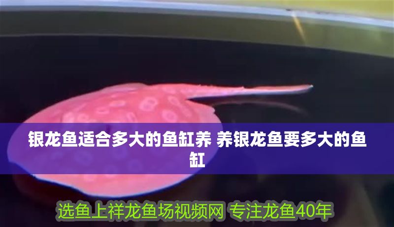 銀龍魚適合多大的魚缸養 養銀龍魚要多大的魚缸