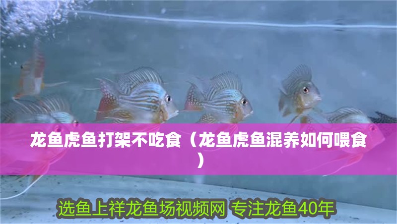紅龍魚用黃燈烤有用嗎 龍魚虎魚打架不吃食(龍魚虎魚混養(yǎng)如何喂食) 虎魚百科 龍魚虎魚打架不吃食(龍魚虎魚混養(yǎng)如何喂食) 龍魚虎魚打架不吃食(龍魚虎魚混養(yǎng)如何喂食) 虎魚百科