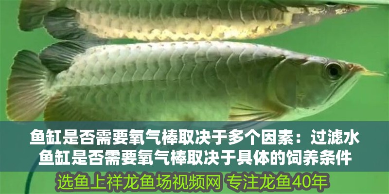 魚缸過濾器選購指南:自制魚缸過濾器魚缸上置過濾器對于養魚愛好者的必備知識 魚缸是否需要氧氣棒取決于多個因素:過濾水魚缸是否需要氧氣棒取決于具體的飼養條件 魚缸百科 魚缸是否需要氧氣棒取決于多個因素:過濾水魚缸是否需要氧氣棒取決于具體的飼養條件 魚缸是否需要氧氣棒取決于多個因素:過濾水魚缸是否需要氧氣棒取決于具體的飼養條件 魚缸百科