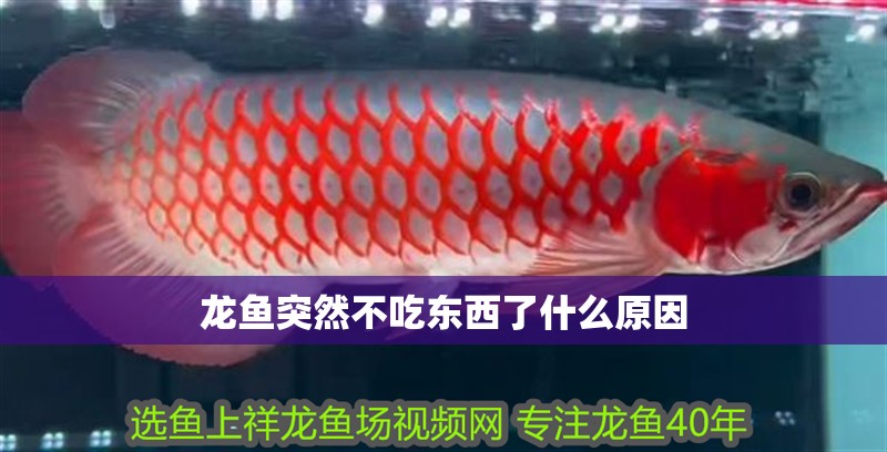 龍魚(yú)突然不吃東西了什么原因
