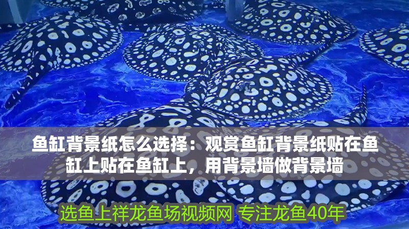 魚缸背景紙怎么選擇：觀賞魚缸背景紙貼在魚缸上貼在魚缸上，用背景墻做背景墻