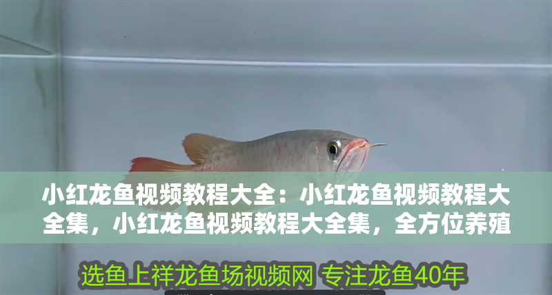 小紅龍魚視頻教程大全：小紅龍魚視頻教程大全集，小紅龍魚視頻教程大全集，全方位養殖技巧與養護指南