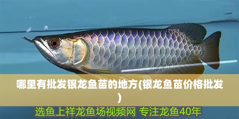 哪里有批發銀龍魚苗的地方(銀龍魚苗價格批發)