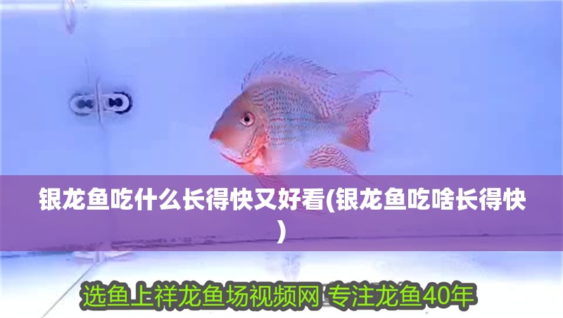 銀龍魚吃什么長得快又好看(銀龍魚吃啥長得快)