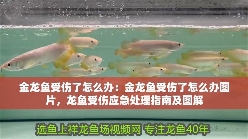 金龍魚受傷了怎么辦：金龍魚受傷了怎么辦圖片，龍魚受傷應急處理指南及圖解 金龍魚受傷了怎么辦：金龍魚受傷了怎么辦圖片，龍魚受傷應急處理指南及圖解 水族問答