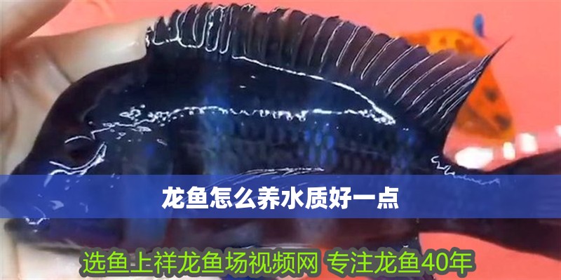 龍魚怎么養(yǎng)水質好一點 龍魚怎么養(yǎng)水質好一點 龍魚百科