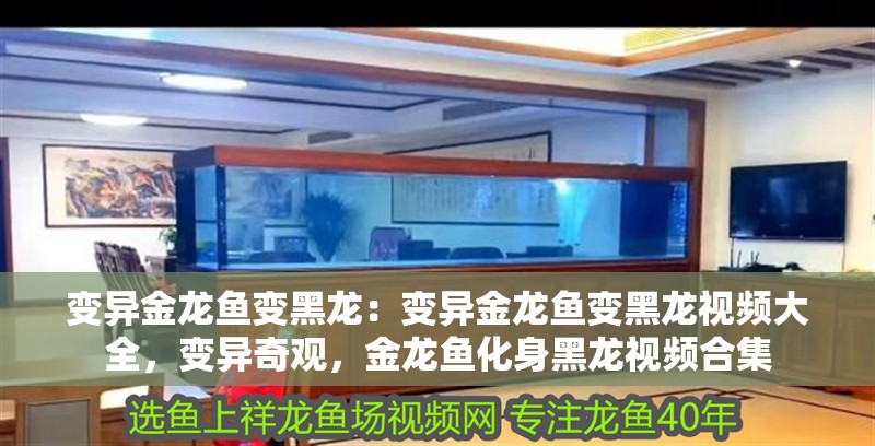 變異金龍魚(yú)變黑龍:變異金龍魚(yú)變黑龍視頻大全,變異奇觀,金龍魚(yú)化身黑龍視頻合集 水族問(wèn)答 變異金龍魚(yú)變黑龍:變異金龍魚(yú)變黑龍視頻大全,變異奇觀,金龍魚(yú)化身黑龍視頻合集 變異金龍魚(yú)變黑龍:變異金龍魚(yú)變黑龍視頻大全,變異奇觀,金龍魚(yú)化身黑龍視頻合集 水族問(wèn)答