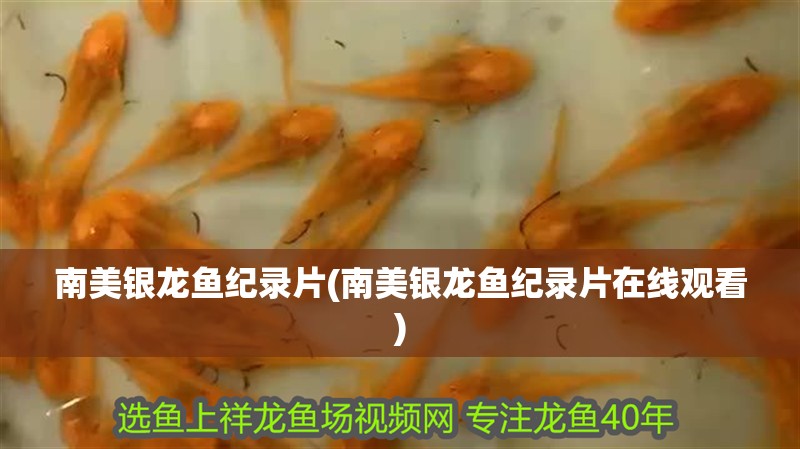 南美銀龍魚紀錄片(南美銀龍魚紀錄片在線觀看)
