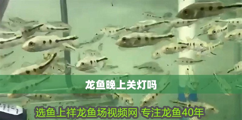 龍魚(yú)晚上關(guān)燈嗎