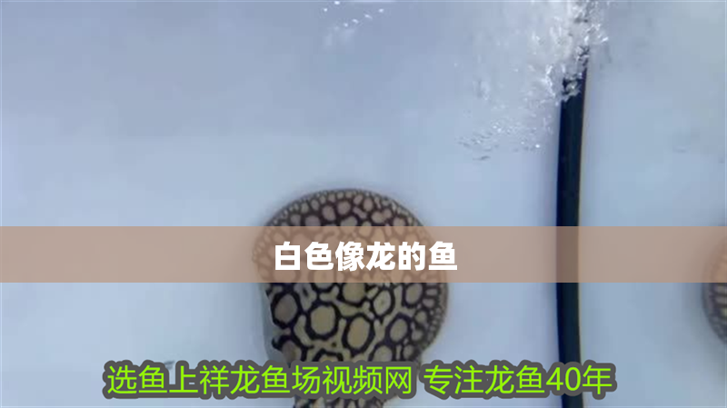 白色像龍的魚