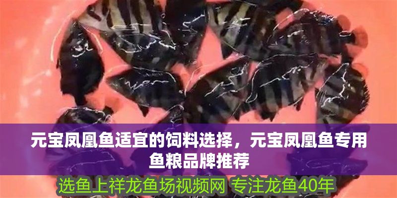 元寶鳳凰魚適宜的飼料選擇，元寶鳳凰魚專用魚糧品牌推薦
