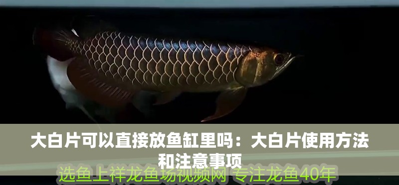 大白片可以直接放魚缸里嗎：大白片使用方法和注意事項 大白片可以直接放魚缸里嗎：大白片使用方法和注意事項 魚缸百科