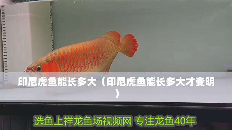 印尼虎魚能長多大（印尼虎魚能長多大才變明）