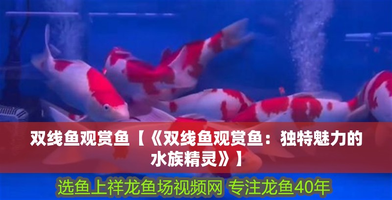 雙線魚觀賞魚【《雙線魚觀賞魚：獨特魅力的水族精靈》】