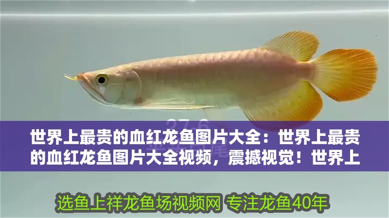 世界上最貴的血紅龍魚圖片大全：世界上最貴的血紅龍魚圖片大全視頻，震撼視覺！世界上最貴的血紅龍魚高清圖片與視頻全
