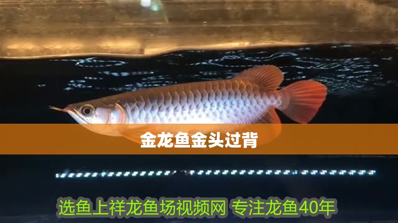金龍魚金頭過背