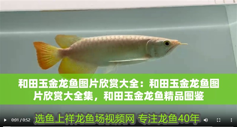 和田玉金龍魚(yú)圖片欣賞大全：和田玉金龍魚(yú)圖片欣賞大全集，和田玉金龍魚(yú)精品圖鑒
