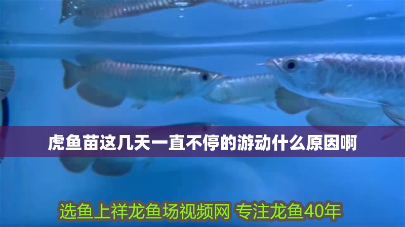 虎魚苗這幾天一直不停的游動什么原因啊