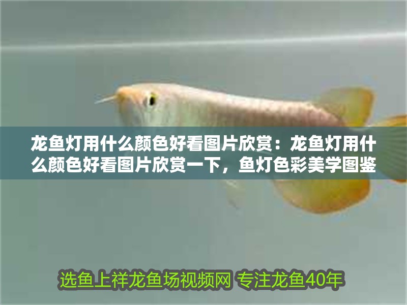 龍魚燈用什么顏色好看圖片欣賞：龍魚燈用什么顏色好看圖片欣賞一下，魚燈色彩美學圖鑒，精選配色