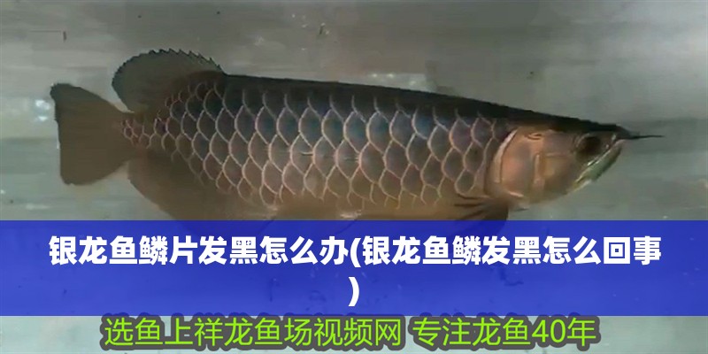 銀龍魚鱗片發黑怎么辦(銀龍魚鱗發黑怎么回事)
