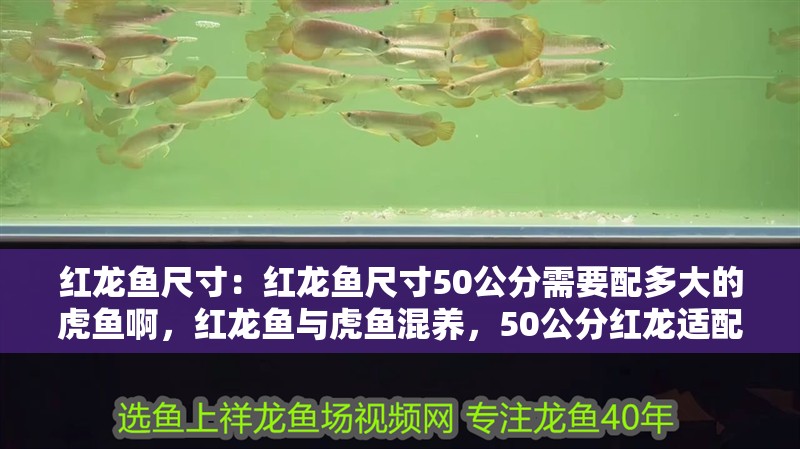 紅龍魚尺寸：紅龍魚尺寸50公分需要配多大的虎魚啊，紅龍魚與虎魚混養，50公分紅龍適配虎魚尺寸指南
