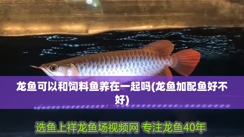 龍魚可以和飼料魚養在一起嗎(龍魚加配魚好不好)