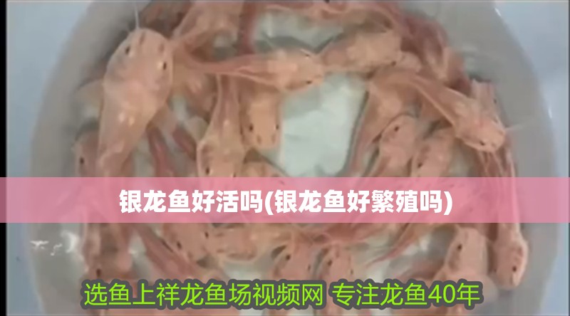 紅龍魚用黃燈烤有用嗎 銀龍魚好活嗎(銀龍魚好繁殖嗎) 銀龍魚百科 銀龍魚好活嗎(銀龍魚好繁殖嗎) 銀龍魚好活嗎(銀龍魚好繁殖嗎) 銀龍魚百科