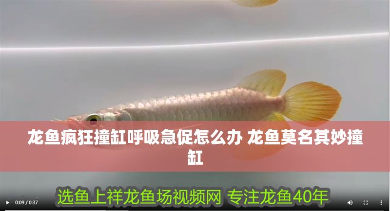 龍魚瘋狂撞缸呼吸急促怎么辦 龍魚莫名其妙撞缸