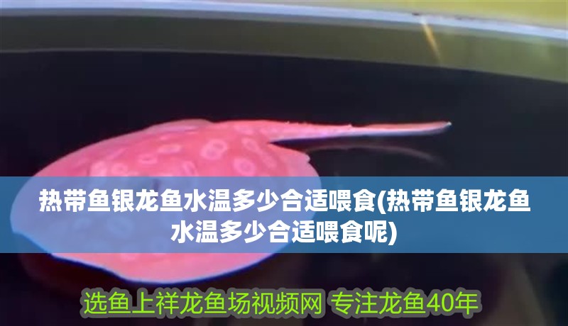 熱帶魚銀龍魚水溫多少合適喂食(熱帶魚銀龍魚水溫多少合適喂食呢)