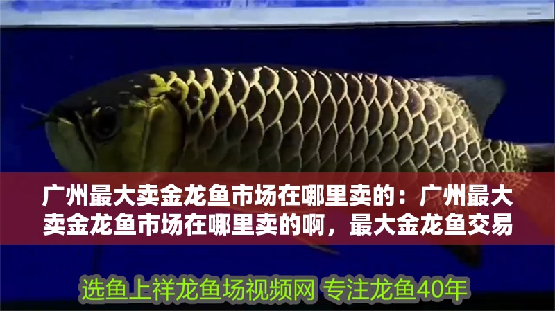 廣州最大賣金龍魚市場在哪里賣的：廣州最大賣金龍魚市場在哪里賣的啊，最大金龍魚交易 廣州最大賣金龍魚市場在哪里賣的：廣州最大賣金龍魚市場在哪里賣的啊，最大金龍魚交易 水族問答