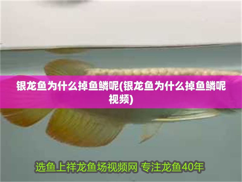 銀龍魚為什么掉魚鱗呢(銀龍魚為什么掉魚鱗呢視頻)