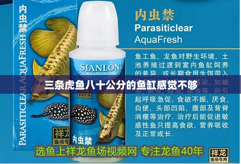 三條虎魚八十公分的魚缸感覺不夠