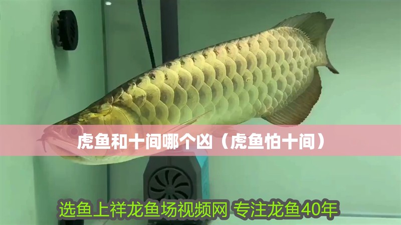 虎魚和十間哪個兇（虎魚怕十間）