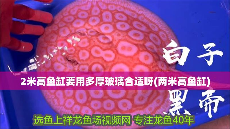 2米高魚(yú)缸要用多厚玻璃合適呀(兩米高魚(yú)缸) 2米高魚(yú)缸要用多厚玻璃合適呀(兩米高魚(yú)缸) 元寶鳳凰魚(yú)百科 第1張
