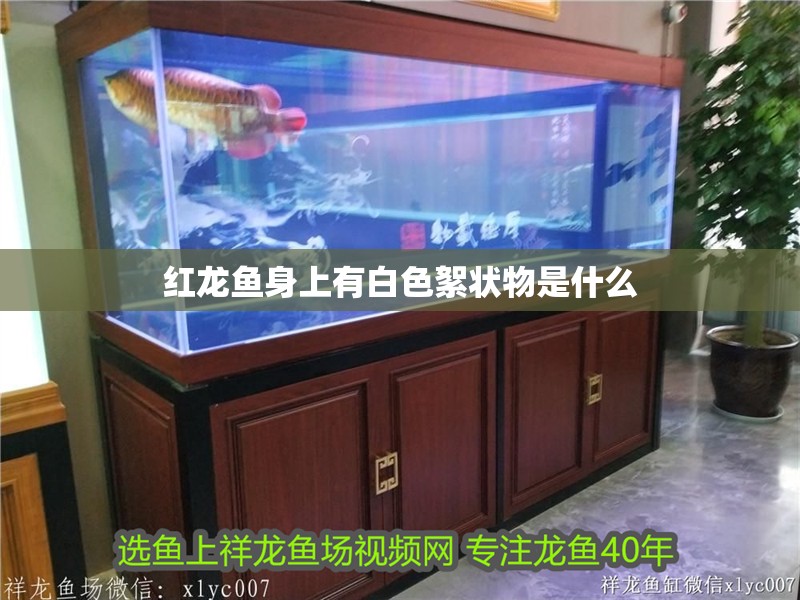 紅龍魚身上有白色絮狀物是什么