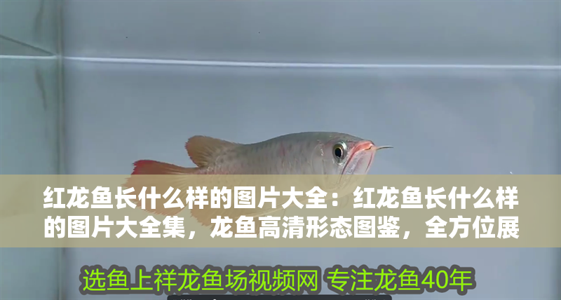 紅龍魚長什么樣的圖片大全：紅龍魚長什么樣的圖片大全集，龍魚高清形態圖鑒，全方位展示